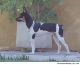 Gos Rater Valencià Dogs Raza - Características, Fotos & Precio | MundoAnimalia