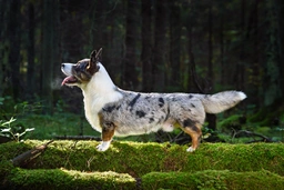 Welsh Corgi Cardigan Dogs Breed - Information, Temperament, Size & Price | Lancaster Puppies