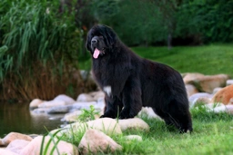 Newfoundlander Dogs Ras: Karakter, Levensduur & Prijs | Puppyplaats