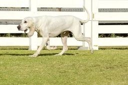 Porcelaine Dogs Razza - Prezzo, Temperamento & Foto | AnnunciAnimali