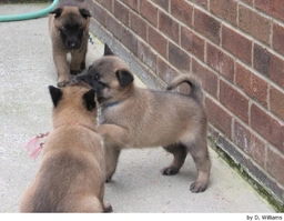 Mechelse Herder Dogs Ras: Karakter, Levensduur & Prijs | Puppyplaats