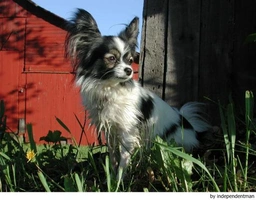 Vlinderhondje Dogs Ras: Karakter, Levensduur & Prijs | Puppyplaats