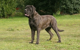 Mastiff Dogs Ras: Karakter, Levensduur & Prijs | Puppyplaats