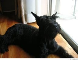 Riesenschnauzer Dogs Ras: Karakter, Levensduur & Prijs | Puppyplaats