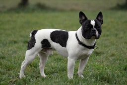 French Bulldog Dogs Breed - Information, Temperament, Size & Price | Lancaster Puppies
