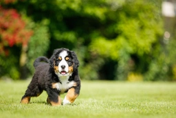 Bernese Mountain Dog Dogs Breed - Information, Temperament, Size & Price | Pets4Homes