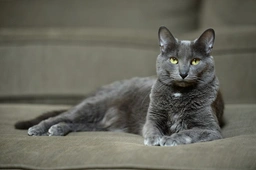 Korat Cats Breed - Information, Temperament, Size & Price | Pets4Homes