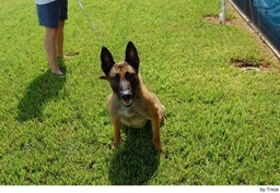 Mechelse Herder Dogs Ras: Karakter, Levensduur & Prijs | Puppyplaats