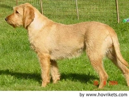 Griffon Fauve de Bretagne Dogs Raza - Características, Fotos & Precio | MundoAnimalia