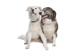 Aïdi Dogs Raza - Características, Fotos & Precio | MundoAnimalia