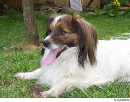 Vlinderhondje Dogs Ras: Karakter, Levensduur & Prijs | Puppyplaats