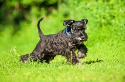 Dwergschnauzer Dogs Ras: Karakter, Levensduur & Prijs | Puppyplaats