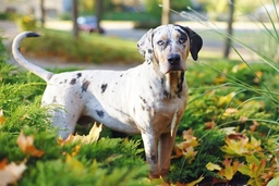 Catahoula Leopard Dog Dogs Breed - Information, Temperament, Size & Price | Pets4Homes