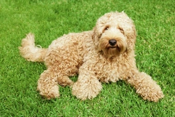Labradoodle Dogs Breed - Information, Temperament, Size & Price | Pets4Homes