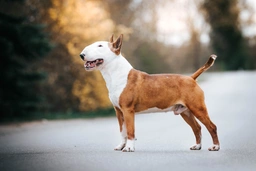 Bull terrier Dogs Razza - Prezzo, Temperamento & Foto | AnnunciAnimali