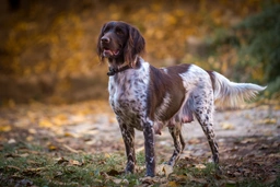 Heidewachtel Dogs Ras: Karakter, Levensduur & Prijs | Puppyplaats