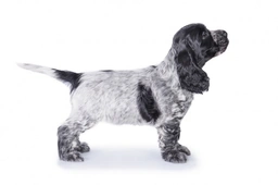 Cocker Spaniel Dogs Breed - Information, Temperament, Size & Price | Pets4Homes