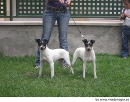 Ratonero Bodeguero Andaluz Dogs Raza - Características, Fotos & Precio | MundoAnimalia