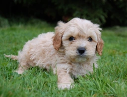 Cavapoo Dogs Breed - Information, Temperament, Size & Price | Lancaster Puppies