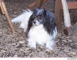 Vlinderhondje Dogs Ras: Karakter, Levensduur & Prijs | Puppyplaats