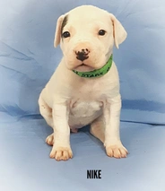 Dogo argentino Dogs Raza - Características, Fotos & Precio | MundoAnimalia