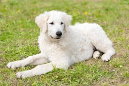 Kuvasz  Dogs Ras: Karakter, Levensduur & Prijs | Puppyplaats