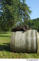 Bergamasco Dogs Breed - Information, Temperament, Size & Price | Lancaster Puppies