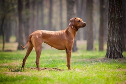 Rhodesian Ridgeback Dogs Breed - Information, Temperament, Size & Price | Pets4Homes