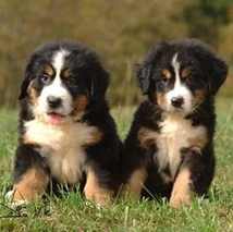 Bernese Mountain Dog Dogs Breed - Information, Temperament, Size & Price | Pets4Homes