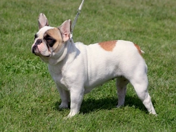 French Bulldog Dogs Breed - Information, Temperament, Size & Price | Lancaster Puppies