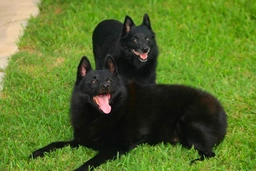 Schipperke Dogs Breed - Information, Temperament, Size & Price | Pets4Homes