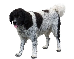 Wetterhoun Dogs Ras: Karakter, Levensduur & Prijs | Puppyplaats