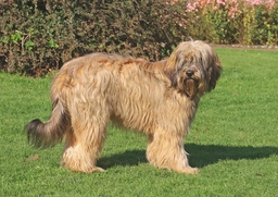 Catalan Sheepdog Dogs Breed - Information, Temperament, Size & Price | Pets4Homes