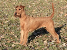Irish Terrier Dogs Breed - Information, Temperament, Size & Price | Lancaster Puppies