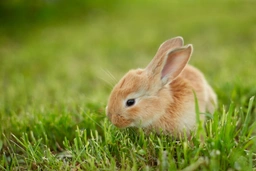 Sussex Rabbits Breed - Information, Temperament, Size & Price | Pets4Homes