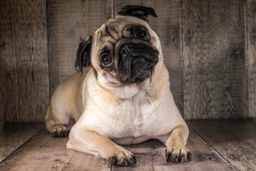 Pug Dogs Breed - Information, Temperament, Size & Price | Pets4Homes