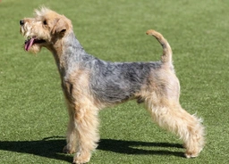 Lakeland Terrier Dogs Breed - Information, Temperament, Size & Price | Pets4Homes