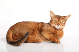 Abyssinian Cats Breed - Information, Temperament, Size & Price | Pets4Homes