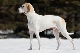 Porcelaine Dogs Razza - Prezzo, Temperamento & Foto | AnnunciAnimali