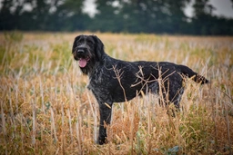 German Wirehaired Pointer Dogs Breed - Information, Temperament, Size & Price | Lancaster Puppies