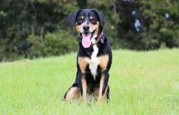 Entlebucher Mountain Dog Dogs Breed - Information, Temperament, Size & Price | Pets4Homes