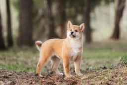 Japanese Shiba Inu Dogs Breed - Information, Temperament, Size & Price | Pets4Homes