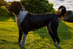Portuguese Water Dog Dogs Breed - Information, Temperament, Size & Price | Lancaster Puppies