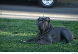 Mastino Napoletano Dogs Ras: Karakter, Levensduur & Prijs | Puppyplaats