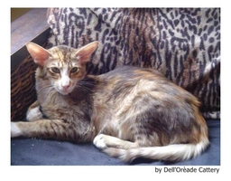 Javanés Cats Raza - Características, Fotos & Precio | MundoAnimalia