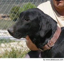 Ca de Bestiar - Perro de Pastor Mallorquín Dogs Raza - Características, Fotos & Precio | MundoAnimalia