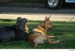 Mastino Napoletano Dogs Ras: Karakter, Levensduur & Prijs | Puppyplaats