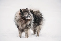 Keeshond Dogs Breed - Information, Temperament, Size & Price | Pets4Homes