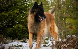 Pastor Belga Tervueren Dogs Raza - Características, Fotos & Precio | MundoAnimalia