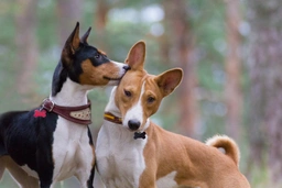 Basenji Dogs Breed - Information, Temperament, Size & Price | Pets4Homes